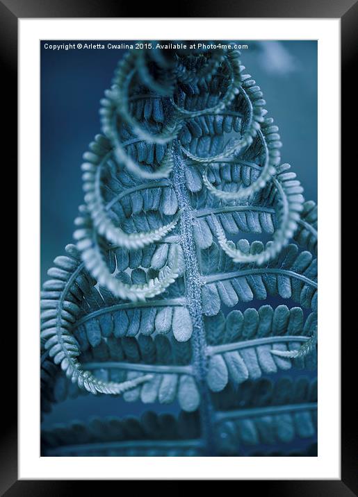 Twisted fern blue leaf macro Framed Mounted Print by Arletta Cwalina