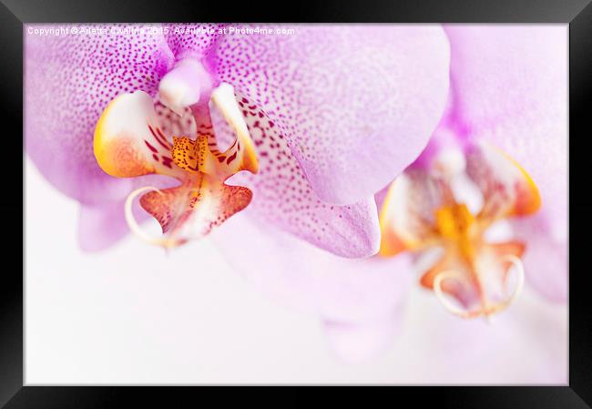 Pink spotted Orchid copyspace Framed Print by Arletta Cwalina