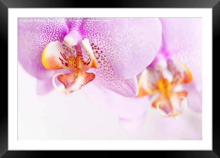 Pink spotted Orchid copyspace Framed Mounted Print by Arletta Cwalina