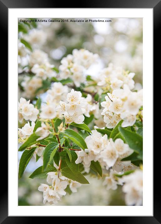 Philadelphus white blossoms closeup Framed Mounted Print by Arletta Cwalina