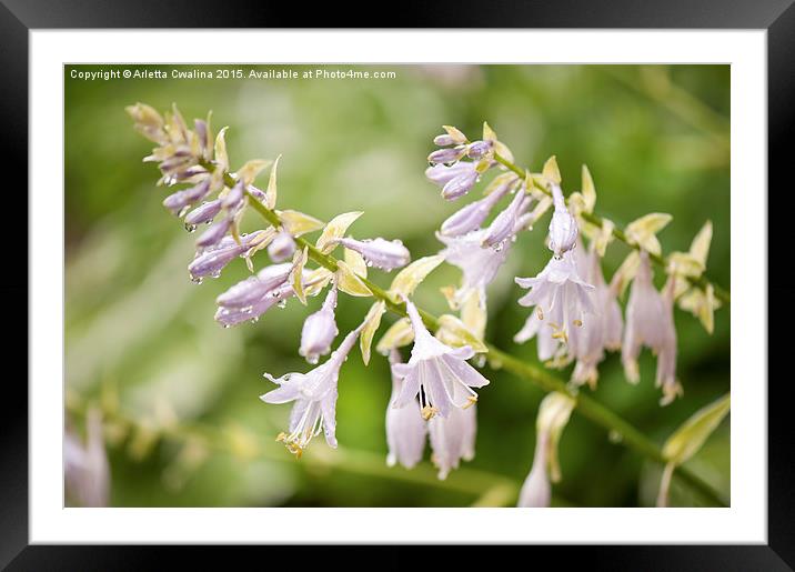 Violet Funkia flowering macro Framed Mounted Print by Arletta Cwalina