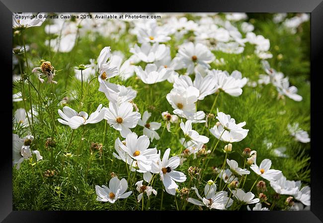 White Cosmos Bipinnatus blooming Framed Print by Arletta Cwalina