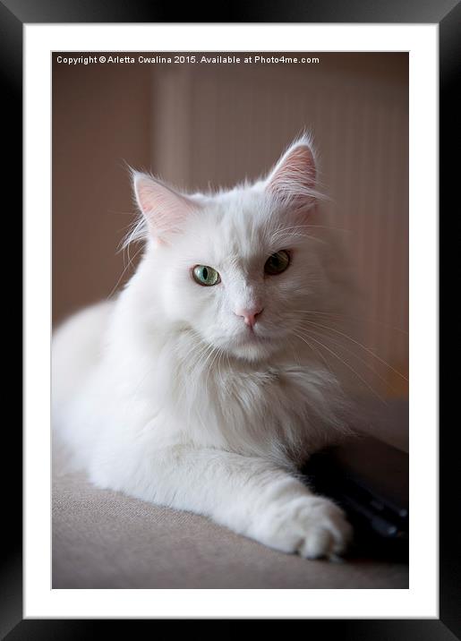 Turkish Angora white cat Framed Mounted Print by Arletta Cwalina
