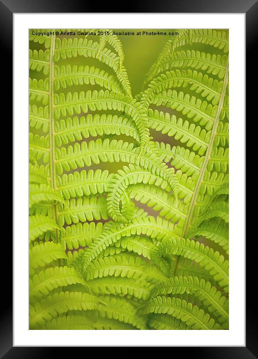 Curled fern green foliage Framed Mounted Print by Arletta Cwalina