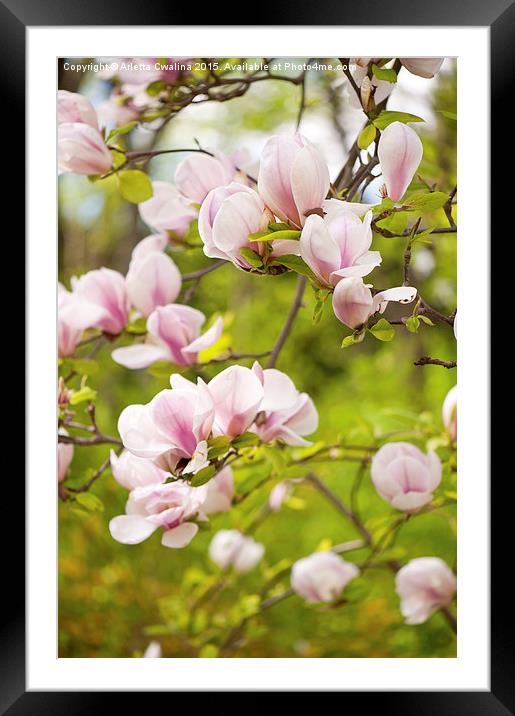 Magnolia pink efflorescences Framed Mounted Print by Arletta Cwalina