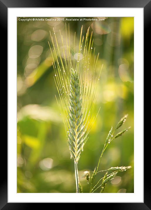 Raindrops on cereal rye plant Framed Mounted Print by Arletta Cwalina