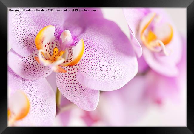 Pink spotted Orchid blooming macro Framed Print by Arletta Cwalina