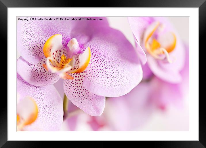 Pink spotted Orchid blooming macro Framed Mounted Print by Arletta Cwalina