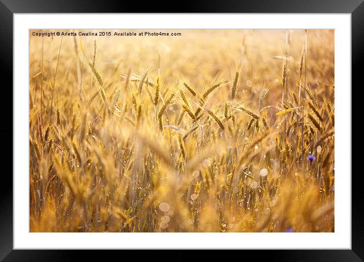 Cereal field after the rain Framed Mounted Print by Arletta Cwalina