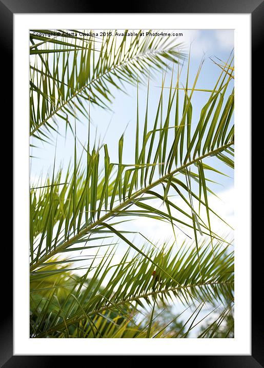 Crown of palm tree leaves Framed Mounted Print by Arletta Cwalina