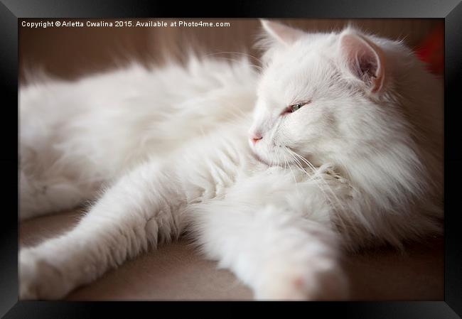 Turkish Angora sleepy cat Framed Print by Arletta Cwalina