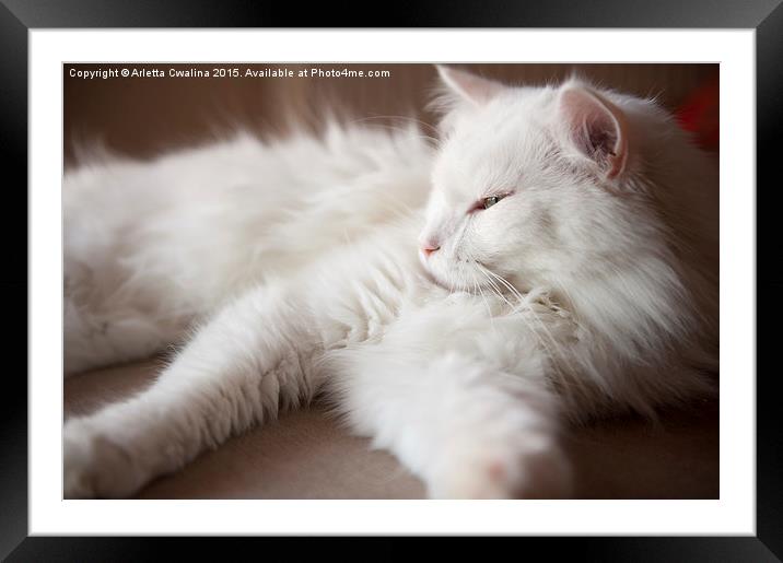 Turkish Angora sleepy cat Framed Mounted Print by Arletta Cwalina