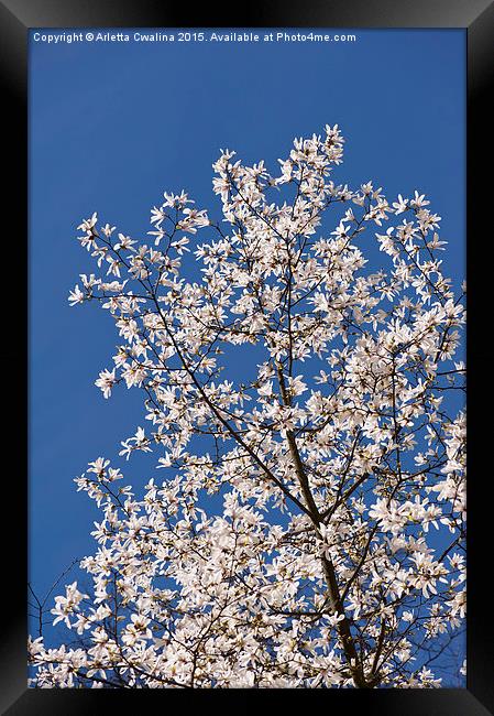 Magnolia on the blue sky Framed Print by Arletta Cwalina