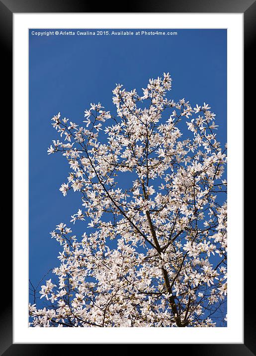 Magnolia on the blue sky Framed Mounted Print by Arletta Cwalina