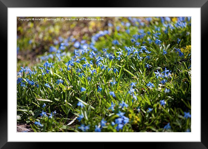 Scilla siberica flowers bedding Framed Mounted Print by Arletta Cwalina