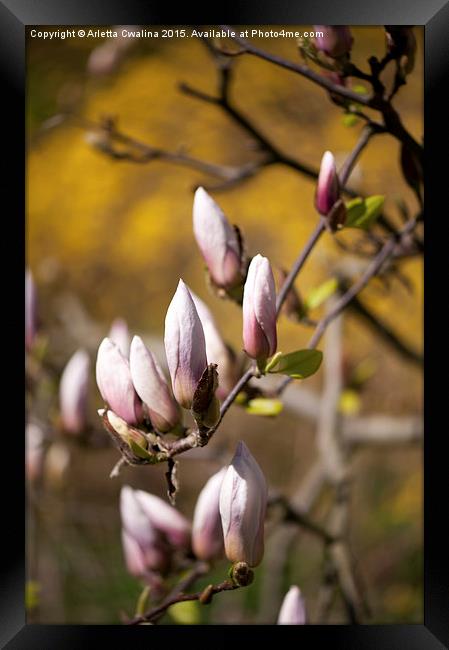 Pink magnolia efflorescence buds Framed Print by Arletta Cwalina