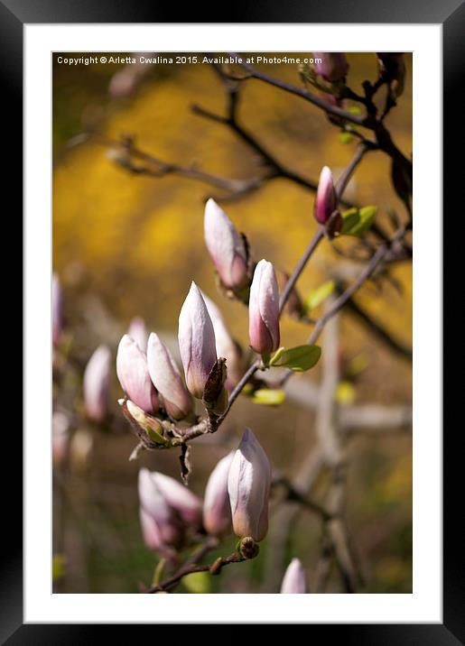 Pink magnolia efflorescence buds Framed Mounted Print by Arletta Cwalina