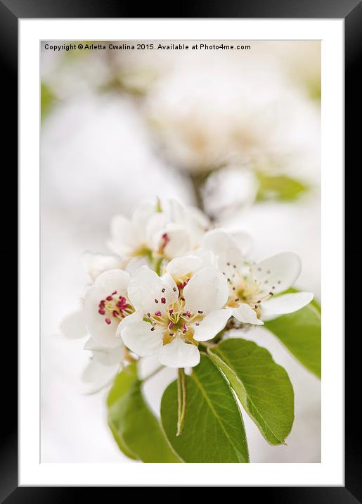 White pear blossoms detail Framed Mounted Print by Arletta Cwalina