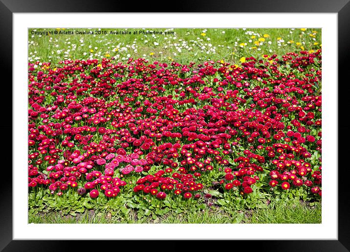 Bellis perennis red flowers Framed Mounted Print by Arletta Cwalina