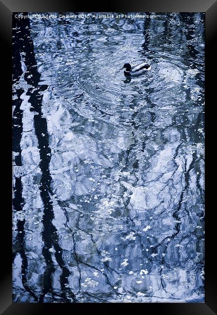 Lone duck blue tone Framed Print by Arletta Cwalina