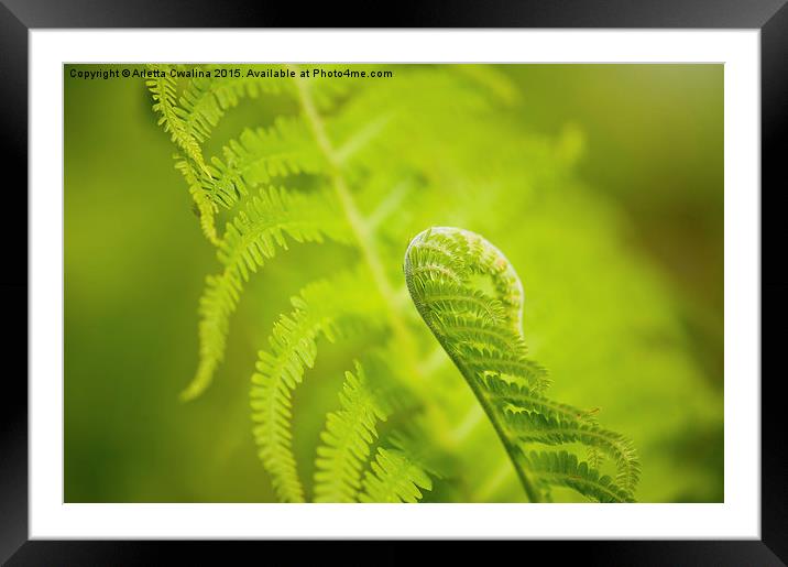 Sprouting green fern foliage Framed Mounted Print by Arletta Cwalina