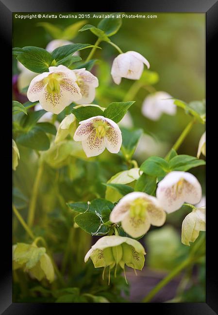 Hellebore white spotted flowers Framed Print by Arletta Cwalina