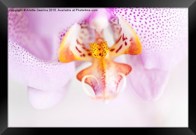 Pink spotted Orchid abstract Framed Print by Arletta Cwalina