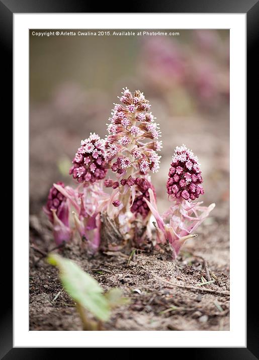 Petasites hybridus blooming Framed Mounted Print by Arletta Cwalina