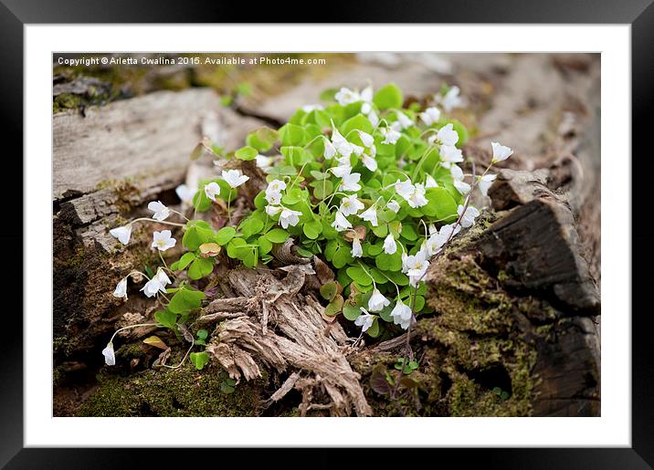 Oxalis acetosella grow in trunk Framed Mounted Print by Arletta Cwalina