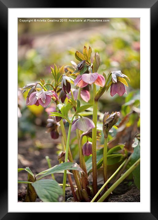 Hellebore pink color flowers Framed Mounted Print by Arletta Cwalina