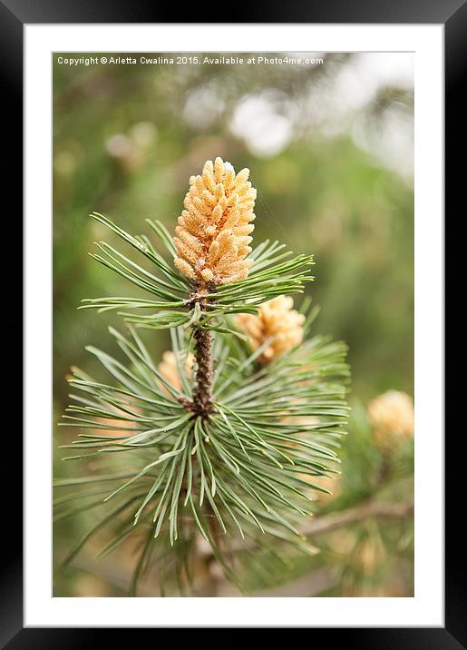 Pinus Mugo pine blooming macro Framed Mounted Print by Arletta Cwalina