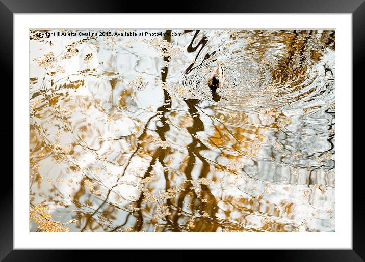 Duck float in water reflections Framed Mounted Print by Arletta Cwalina