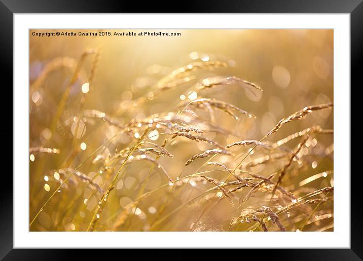 Fresh meadow after the rain Framed Mounted Print by Arletta Cwalina