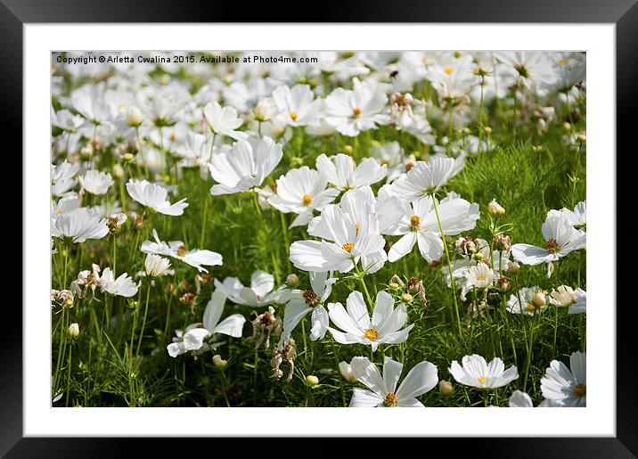 White Cosmos plants blooming Framed Mounted Print by Arletta Cwalina
