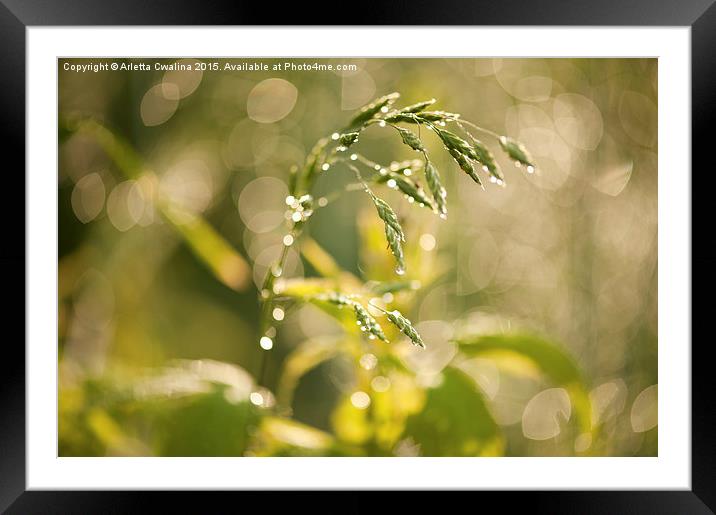 Grass macro after the rain Framed Mounted Print by Arletta Cwalina