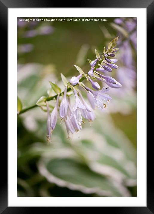 Violet Funkia blossoms macro Framed Mounted Print by Arletta Cwalina