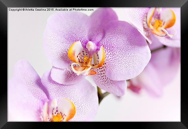 Pink spotted Orchid blossoms Framed Print by Arletta Cwalina