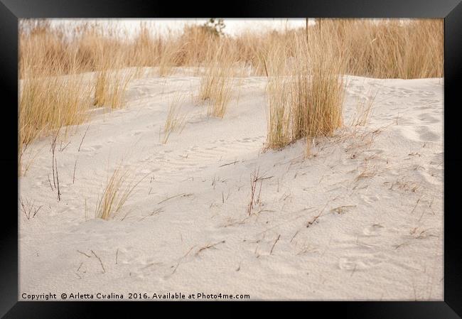 Dry dune grass plants Framed Print by Arletta Cwalina