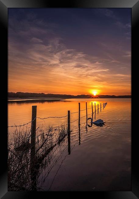  Swanning under the fence Framed Print by Dean Merry