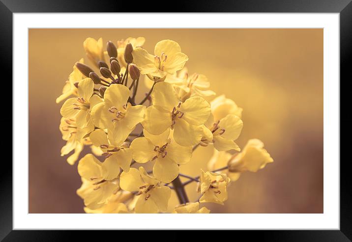  Rapeseed flower  Framed Mounted Print by Dean Merry