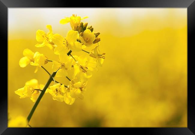  Rapeseed flower  Framed Print by Dean Merry