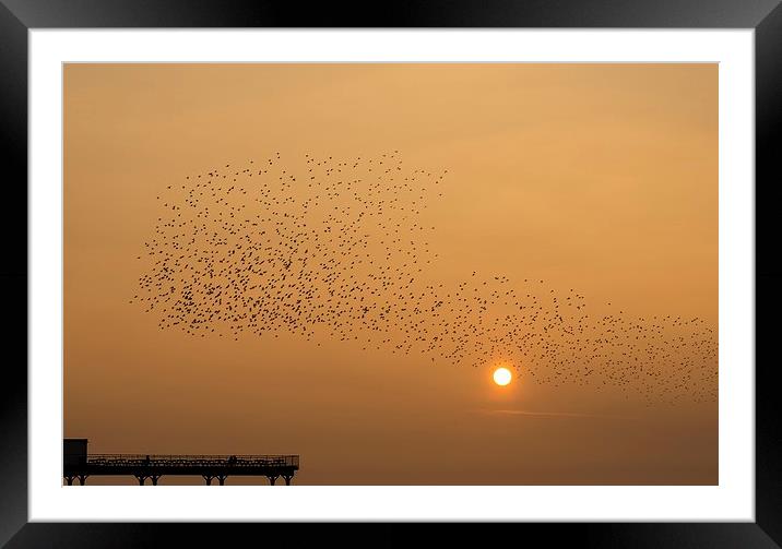  Murmuration of starlings Framed Mounted Print by Dean Merry