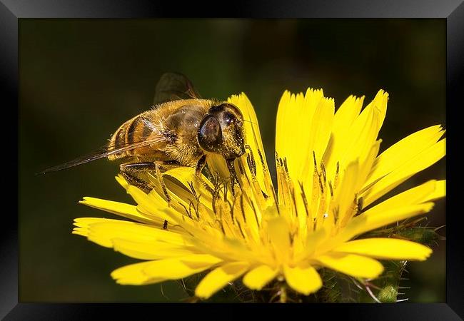 Collecting nectar Framed Print by Dean Merry