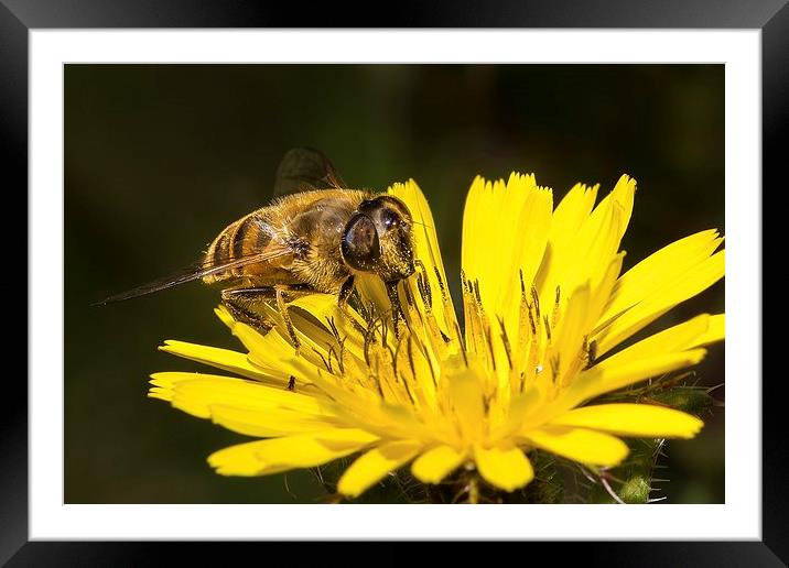 Collecting nectar Framed Mounted Print by Dean Merry