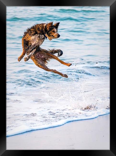  Kung fu Dog Framed Print by Dean Merry