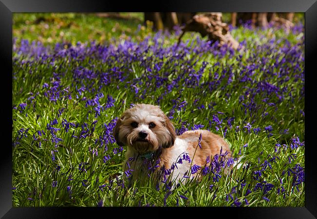 Bluebell Puppy dog Framed Print by andy myatt