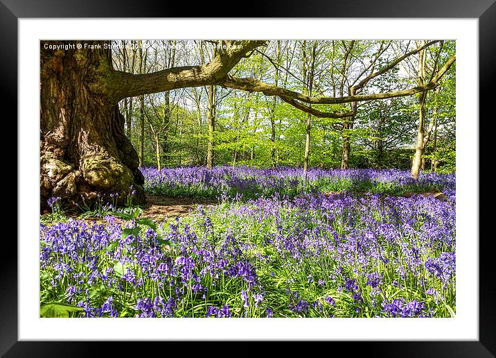 Bluebell wood Framed Mounted Print by Frank Stretton