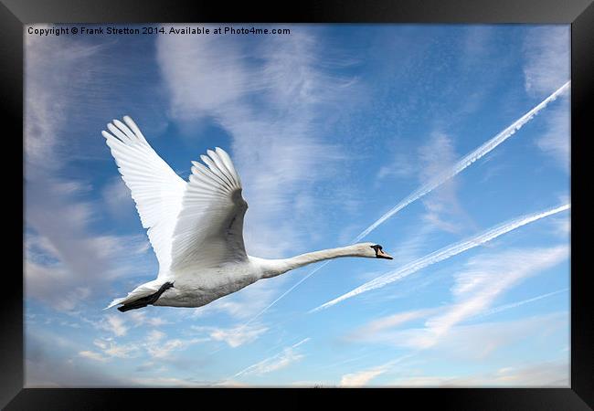 Swan in flight Framed Print by Frank Stretton