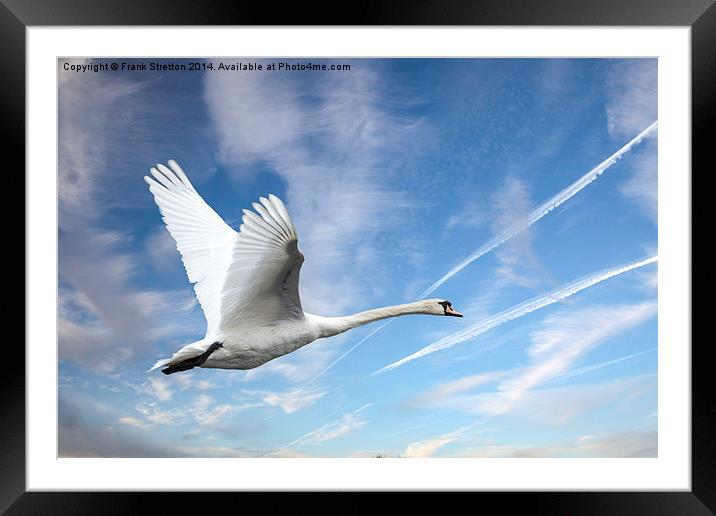 Swan in flight Framed Mounted Print by Frank Stretton