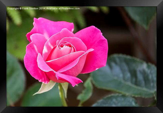 Pink Rose Framed Print by Frank Stretton